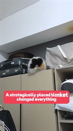 Afraid to jump！🙀🙀🙀 #cat #cute #funnycats #memes #shorts