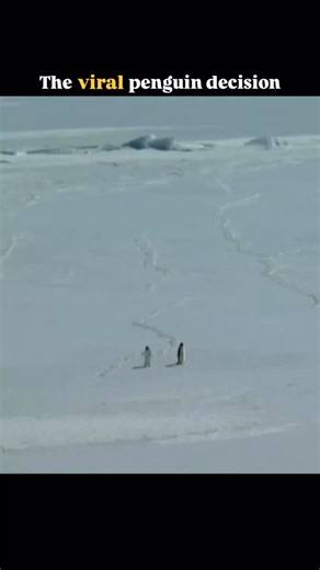 Athens pockeTour app | The best tour guide app in Athens on Instagram: "POV: You’re done with travel planning for your Athens trip. 😵‍💫 🐧 Don’t be a lost penguin following the colony to overpriced Athens tourist traps. The average traveler wastes 40 hours on research and €100 on generic Athens tours. But this penguin is special... he uses APT. 🏛️ Get a personalized Athens itinerary built by a local in 60 seconds. Discover hidden gems in Athens, original routes, and authentic food without the