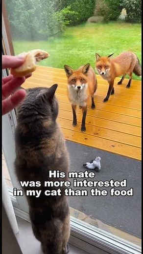 You Won't Believe What This Fox Was Asking For 😭