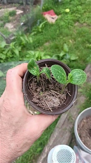 #budgetgarden June 11, 2026 winter #squash #Delacota #winter #abundance