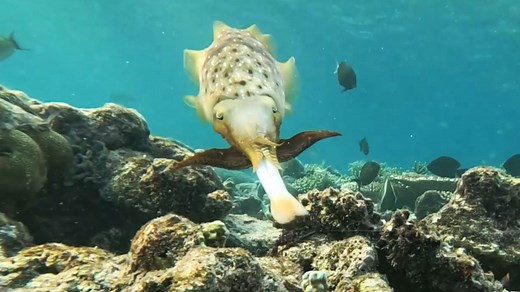 Watch cuttlefish use mesmerizing skin patterns to sneak up on prey