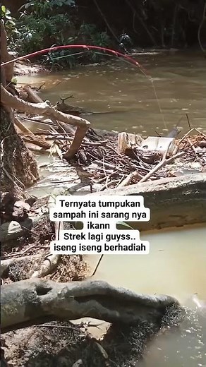 Ternyata sarang nya bafot luur menyala Gaskeun #shortvideo #mancing #fishing #funny #viralshort
