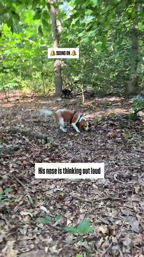 This Is Peak Beagle Concentration