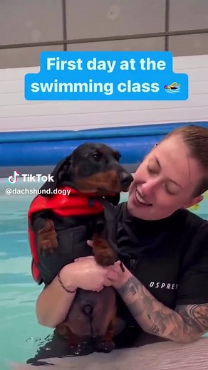 Swimming for the First Time: Dachshund Lovers Edition