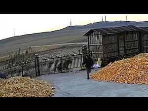 中国北部の農園に響く獣の唸り声、野生のトラが男性に突進 間一髪で難を逃れる
