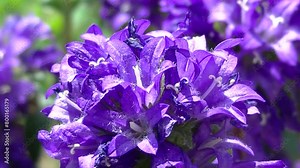 Violet flowers of Clustered bellflower, Campanula glomerata shaped like bells - close up shot, natural floral background. Topics: botany, beauty of nature, natural environment, flora, spring, summer