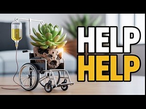 How to Revive a Succulent That’s Rotting