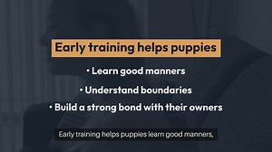 Puppy Training Techniques
