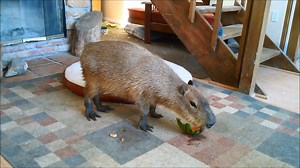 12K views · 1.1K reactions | 10 minutes of a pet capybara eating watermelon | Joejoe the Capybara | Facebook