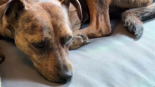 CO pet owners find comfort in eco-friendly aquamation services after animal death