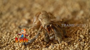 Hermit Crab without a shell #SiOtanInternational | TRANS7
