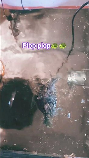 don't miss the turtle plip plops 🐢
