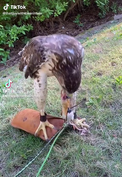 TRIGGER WARNING: Carnivore eating a humanely euthanized mouse #redtailedhawk #buteo #hawk #falcon #falconry #falconrylife #birds #birdsofprey #raptor #wildlife #animals