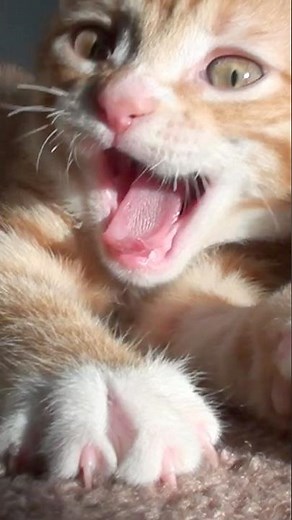 The BIGGEST Cat That Can Purr!