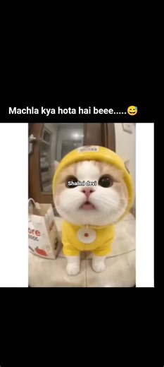 who is jal ka raja 😅#cat #funny #memes #trendingshorts #billu
