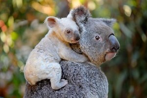 Cómo se reproducen los koalas | Reproducción del koala |