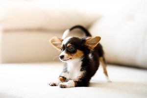 10 Aggressive Dog Breeds That Are Anything But Chill