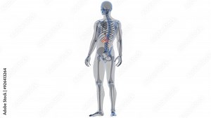 Human Internal Organs Pancreas with Gallbladder Anatomy Animation Concept