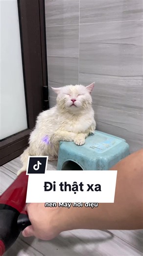 Đi Tắm Cho Mèo - Hướng Dẫn Chi Tiết