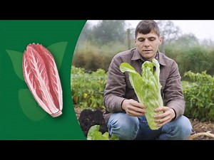 How to Grow Chicory: Complete Gardening Guide