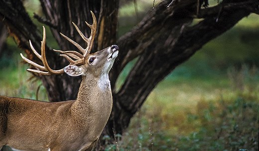 Deer's Smell Sense & Scent Control - North American Whitetail