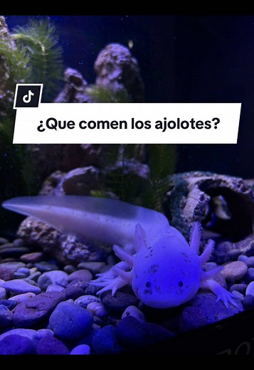 ¿Qué comen los ajolotes? Guía para su alimentación