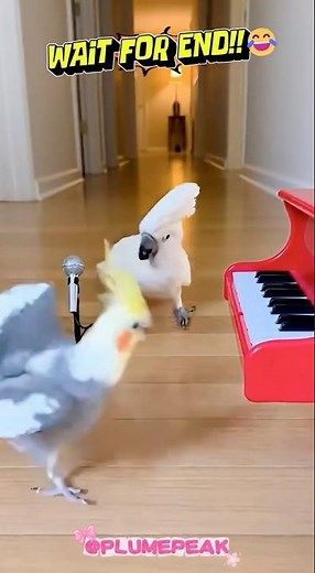 Cockatoo vs Cockatiel Singing Showdown #birds #cute #funny #cockatiel #parrot