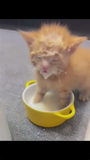 Cat Core 11 #cat #funny