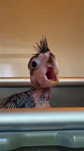 Bird Core 🐦😂 | The Funniest Bird Moments on Earth #birds #shorts #wildlife
