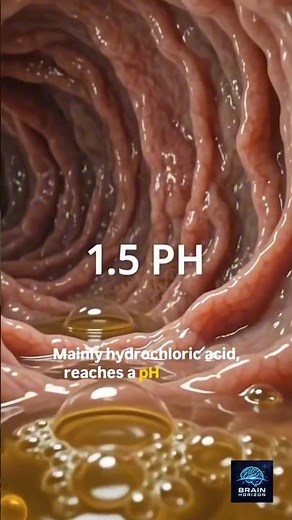 Inside the human stomach, a churning chamber filled with one of the body's most powerful acids!.