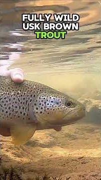 Early Season on the Usk. #fishinginwales #flyfishing #troutfishing