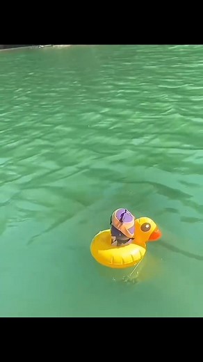 Narancia plushie #jojo #bizarre #adventure #community | Jojo memes makes my pp yeet