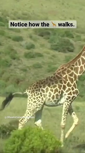 How Giraffes Run: Fascinating Insights into their Speed and Movement