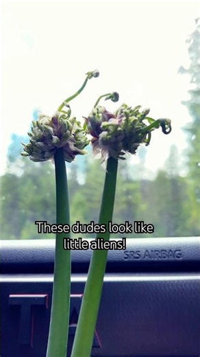 Cute Alien Plants! Can you guess what they are?