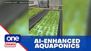 BSU integrates AI into aquaponics #OneNewsNow | Batangas State University is using aquaponics, enhanced by artificial intelligence, to cultivate tilapia and lettuce. | via #MOJO Francis Orcio | ONE News