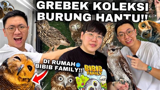 Burung Hantu Hidup Layaknya Keluarga?! Di Dalam Rumah Keluarga Bibib!