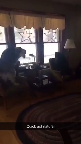 Dogs Barking Like Pros — Until Human Walks In