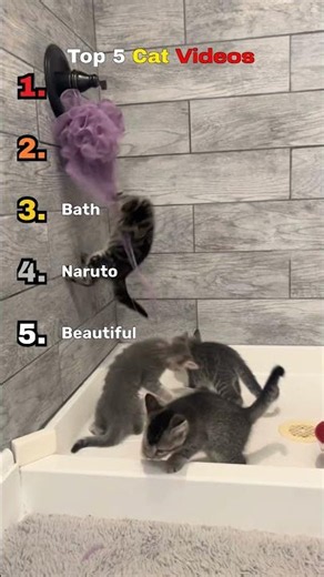Ranking The Most Adorable Kittens Ever! 😍 #kitten #cute #catshorts