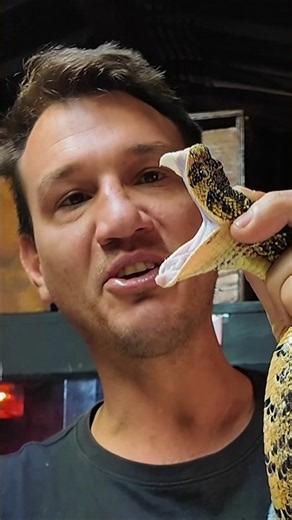 PUFF ADDER GOES POSTAL ONCE AGAIN!!! #weaponsofmassconservation #snake #venomouscreatures #reptiles