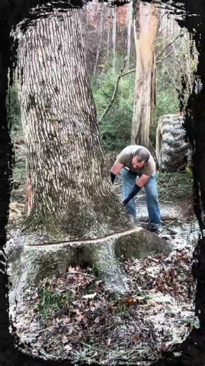 A large tree fell using a chainsaw