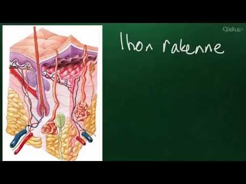 Ihon rakenne
