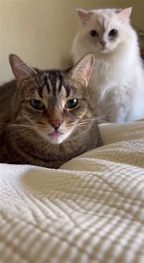 Clap with me 👏🤣 Watch this funny cat dance now #cat #dance #funny