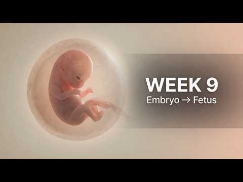 9 Weeks Pregnant: Milk Teeth Already?