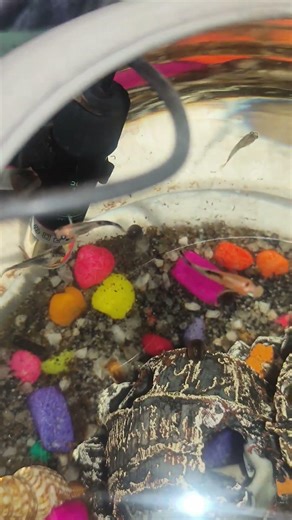 #mollyfish #fish #sonicthehedgehog #shadow #aquarium