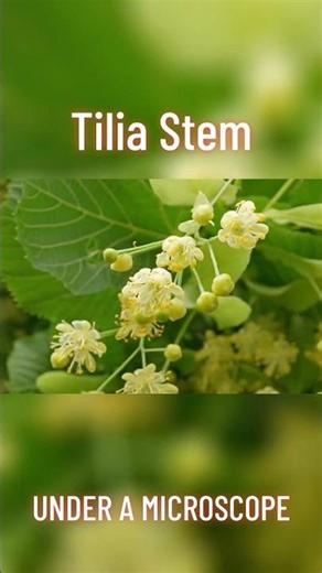 Tilia Stem Under the Microscope… This Structure Is CRAZY! #microscope #microscopy #tinyworld #scifi
