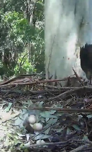 A to jaja - Zimbali Estate Crowned Eagle 2025.12.15
