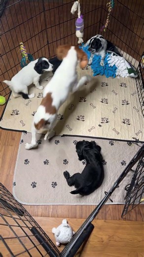 English cocker spaniel Hilltop Dog Puppy Training Kennel is live!