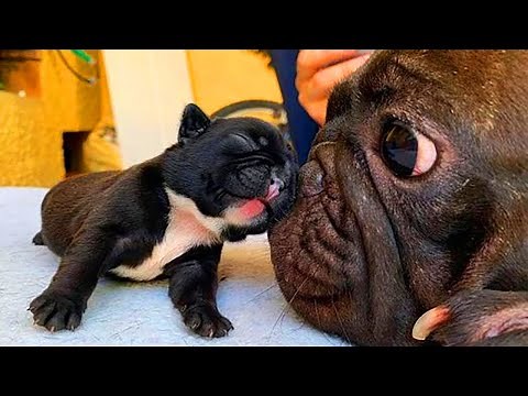 Funny Big Dog Meeting and Playing Little Puppy Compilation
