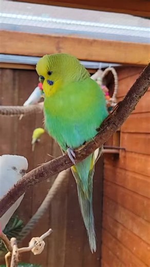 😍😍 #birdlife #budgie #parakeet #aviary