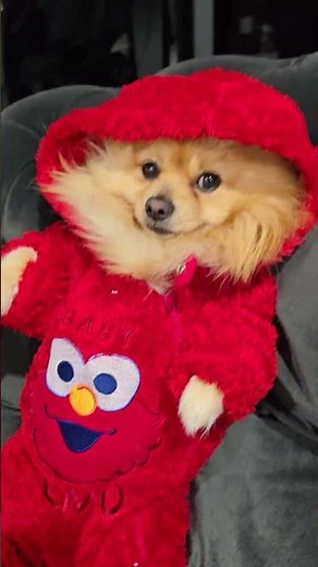 This Dog's Elmo Outfit Is Too Funny!
